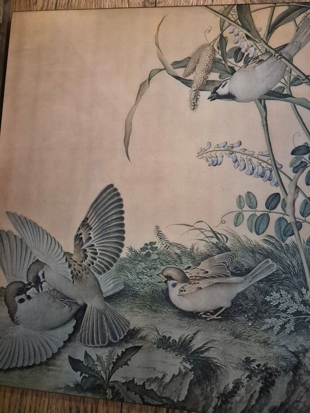 Vintage Glass Framed Castiglione Wisteria Plant Birds Painting Wall Art Print
